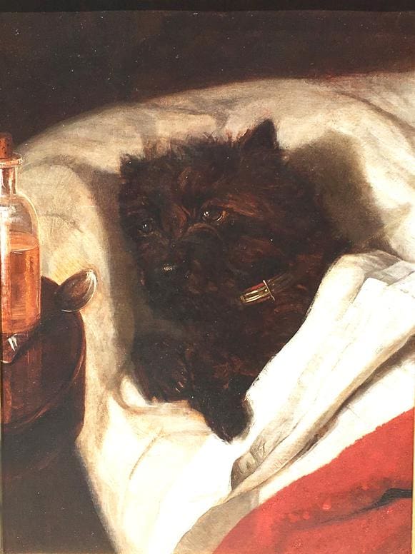 A small black dog lies partially covered in a white blanket, next to a bottle and spoon on a wooden surface.