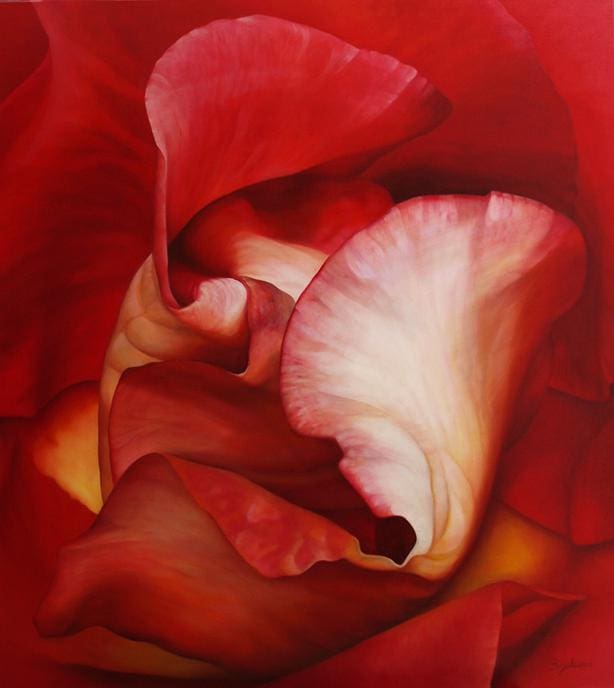 Close-up image of a vibrant red and white rose with intricately layered petals creating a rich, textured appearance.