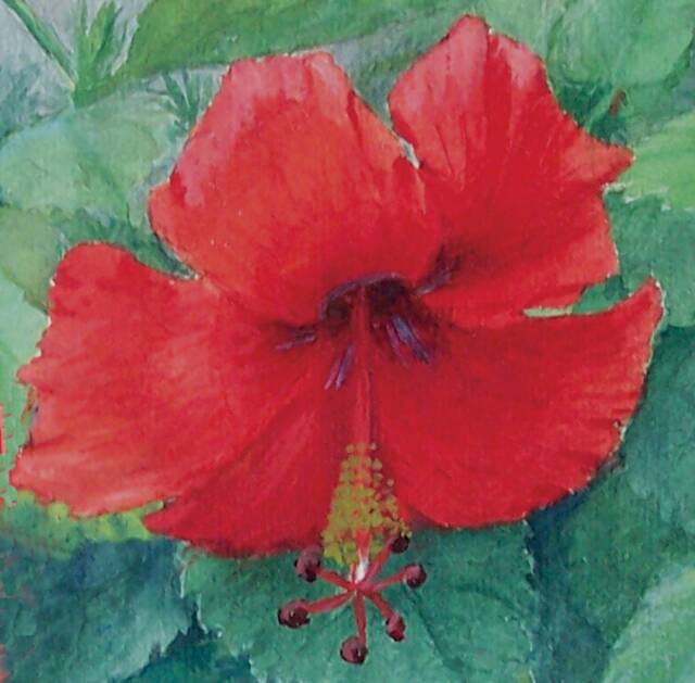 Close-up image of a red hibiscus flower in full bloom, surrounded by green foliage in the background.