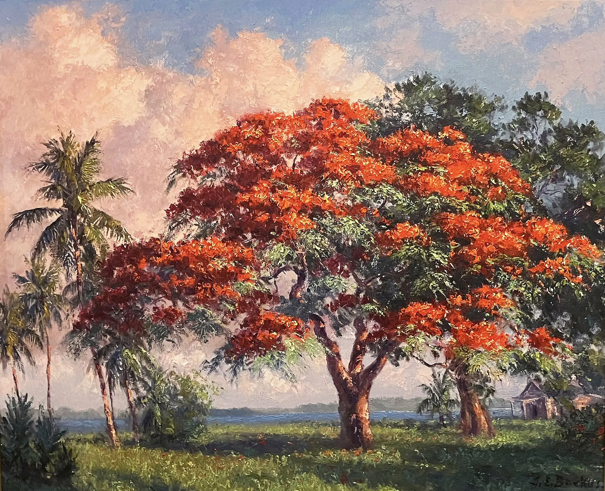 Backus royal poinciana 5 no frame